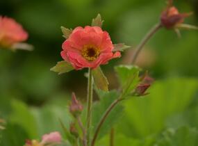 Kuklík 'Mai Tai' - Geum 'Mai Tai'