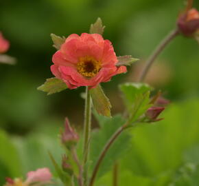 Kuklík 'Mai Tai' - Geum 'Mai Tai'