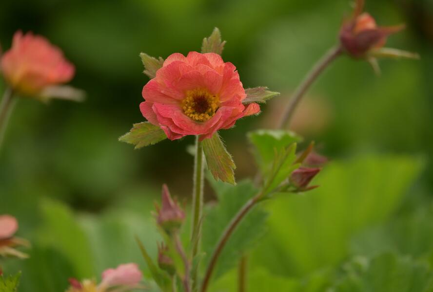 Kuklík 'Mai Tai' - Geum 'Mai Tai'