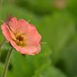 Kuklík 'Mai Tai' - Geum 'Mai Tai'