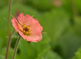 Kuklík 'Mai Tai' - Geum 'Mai Tai'