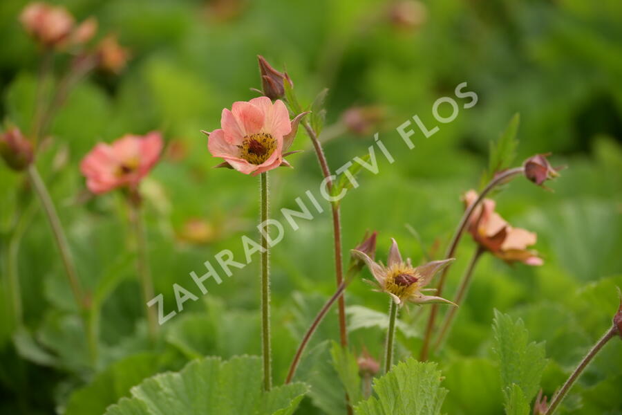 Kuklík 'Mai Tai' - Geum 'Mai Tai'