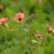 Kuklík 'Mai Tai' - Geum 'Mai Tai'