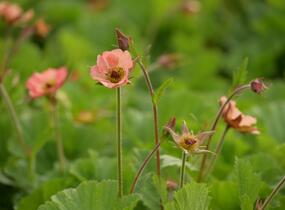 Kuklík 'Mai Tai' - Geum 'Mai Tai'