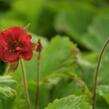 Kuklík 'Flames of Passion' - Geum 'Flames of Passion'