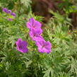 Kakost krvavý 'Tiny Monster' - Geranium sanguineum 'Tiny Monster'