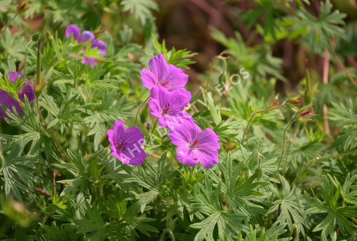 Kakost krvavý 'Tiny Monster' - Geranium sanguineum 'Tiny Monster'