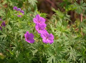 Kakost krvavý 'Tiny Monster' - Geranium sanguineum 'Tiny Monster'