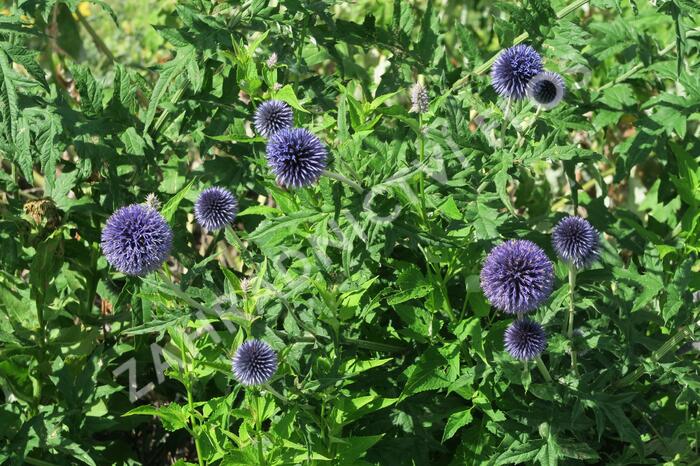 Bělotrn modrý - Echinops ritro