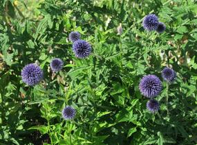 Bělotrn modrý - Echinops ritro