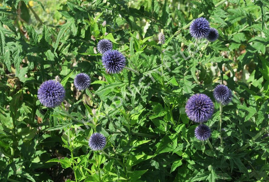 Bělotrn modrý - Echinops ritro