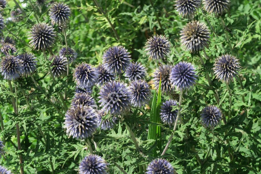 Bělotrn modrý - Echinops ritro