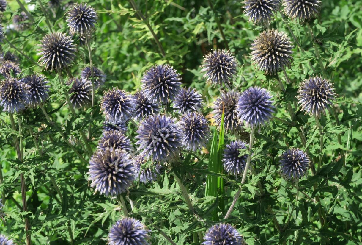 Bělotrn modrý - Echinops ritro