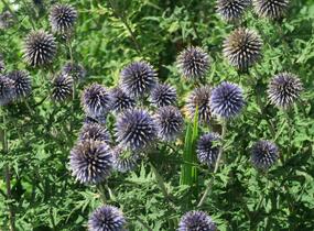Bělotrn modrý - Echinops ritro