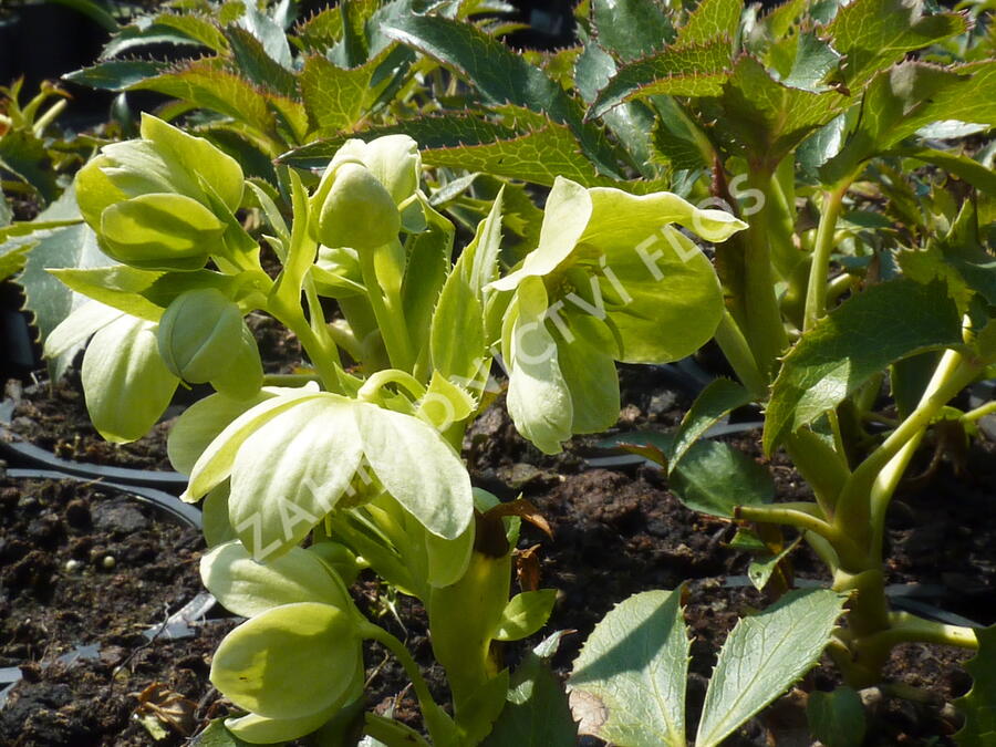 Čemeřice korsická - Helleborus argutifolius