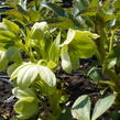 Čemeřice korsická - Helleborus argutifolius