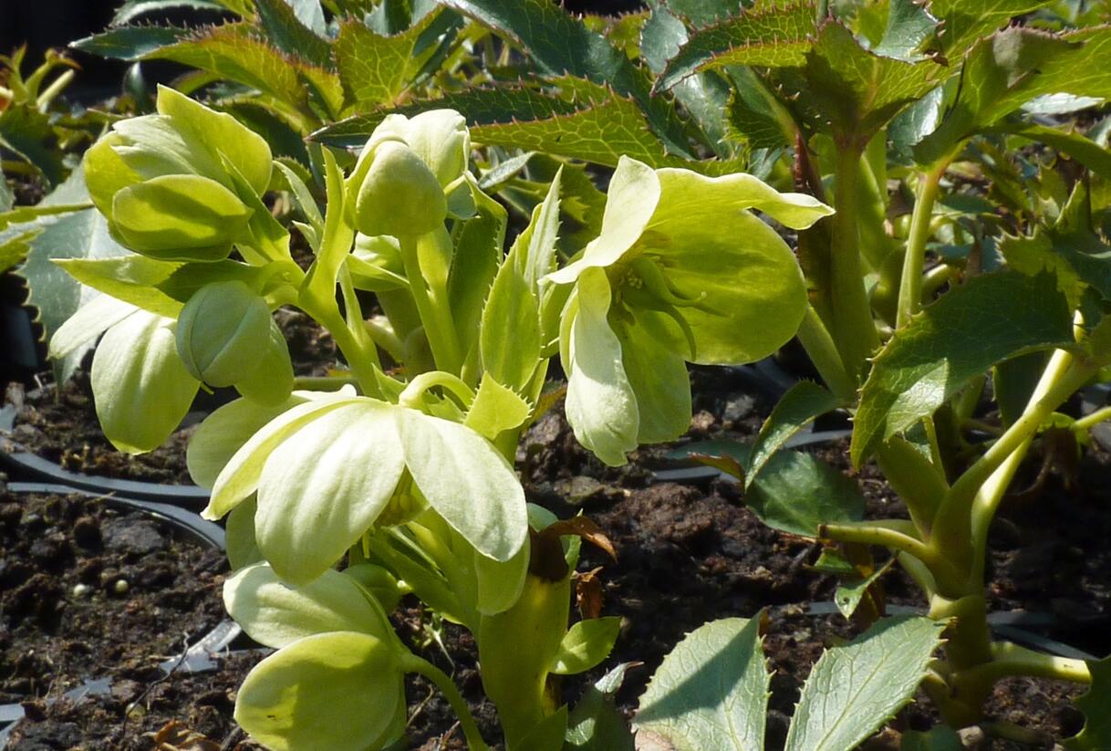 Čemeřice korsická - Helleborus argutifolius