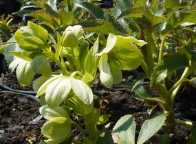 Čemeřice korsická - Helleborus argutifolius