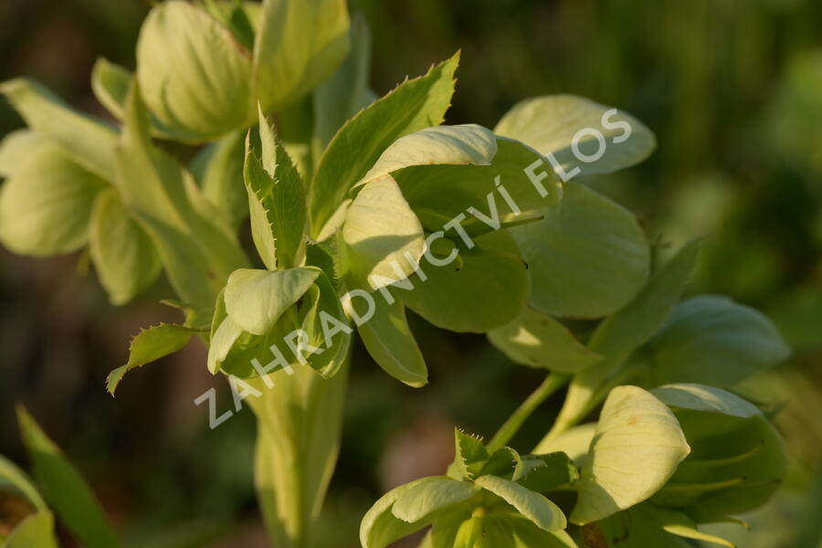 Čemeřice korsická - Helleborus argutifolius