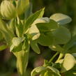 Čemeřice korsická - Helleborus argutifolius
