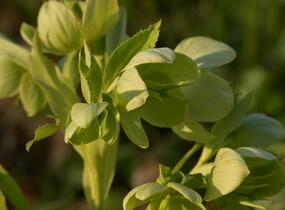 Čemeřice korsická - Helleborus argutifolius