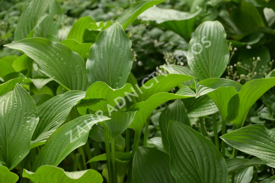 Bohyška 'Royal Standard' - Hosta 'Royal Standard'