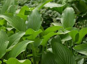 Bohyška 'Royal Standard' - Hosta 'Royal Standard'