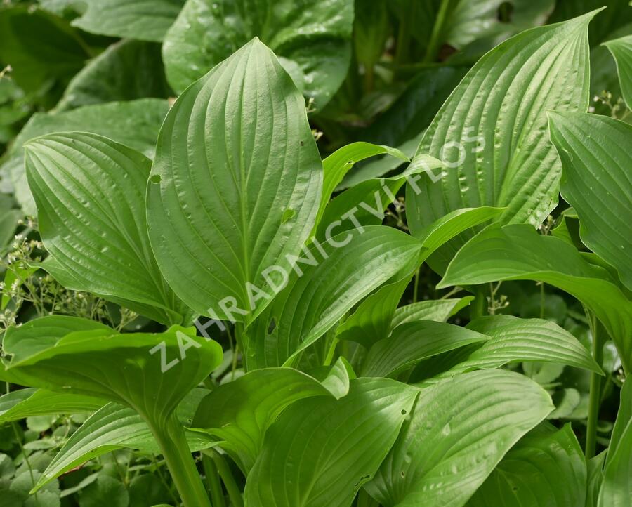 Bohyška 'Royal Standard' - Hosta 'Royal Standard'