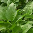 Bohyška 'Royal Standard' - Hosta 'Royal Standard'