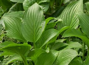 Bohyška 'Royal Standard' - Hosta 'Royal Standard'