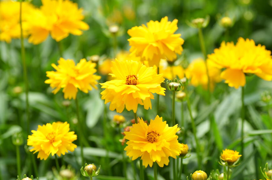 Coreopsis grandiflora 'Presto' (3)