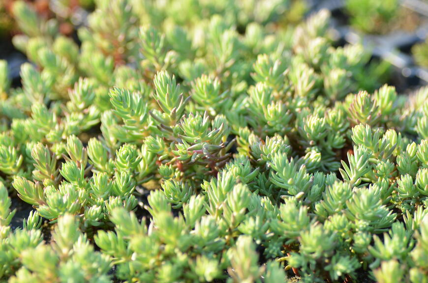 Sedum forsterianum ssp. elegans ''Silver Stone'' (2)