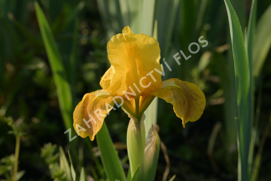 Kosatec nízký 'Path of Gold' - Iris barbata-nana 'Path of Gold'