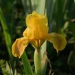 Kosatec nízký 'Path of Gold' - Iris barbata-nana 'Path of Gold'