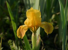 Kosatec nízký 'Path of Gold' - Iris barbata-nana 'Path of Gold'