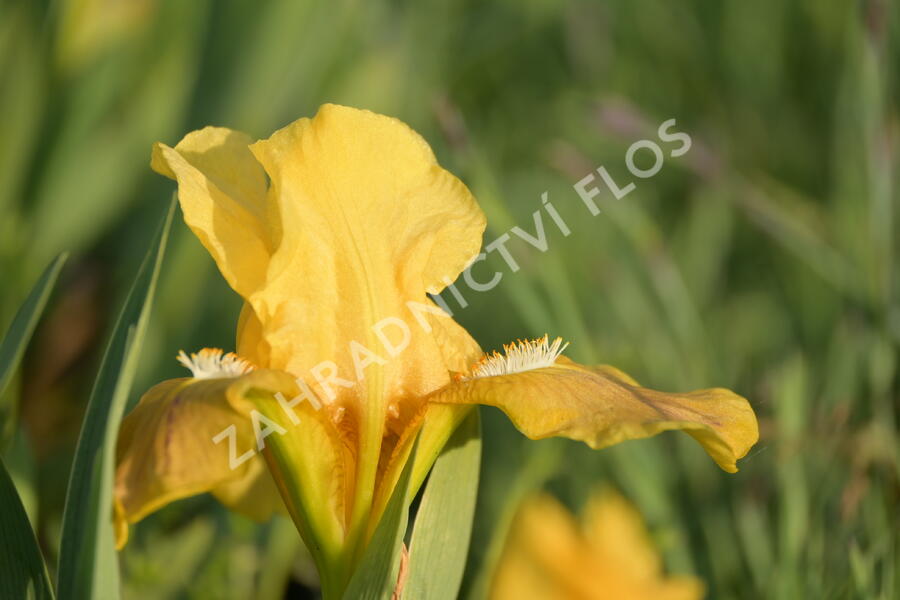 Kosatec nízký 'Path of Gold' - Iris barbata-nana 'Path of Gold'