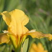 Kosatec nízký 'Path of Gold' - Iris barbata-nana 'Path of Gold'