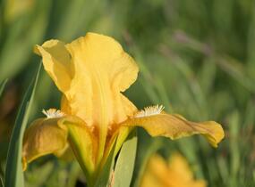 Kosatec nízký 'Path of Gold' - Iris barbata-nana 'Path of Gold'