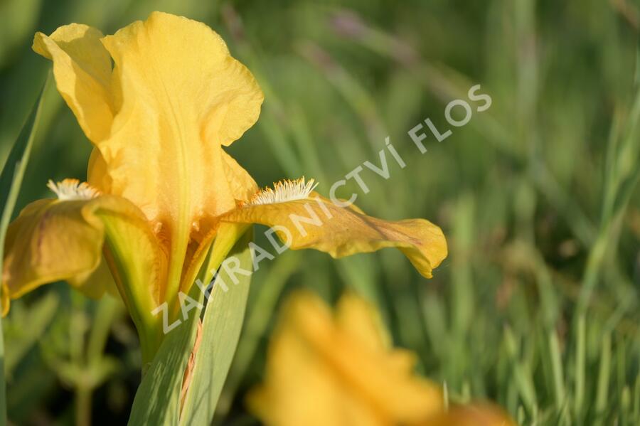 Kosatec nízký 'Path of Gold' - Iris barbata-nana 'Path of Gold'