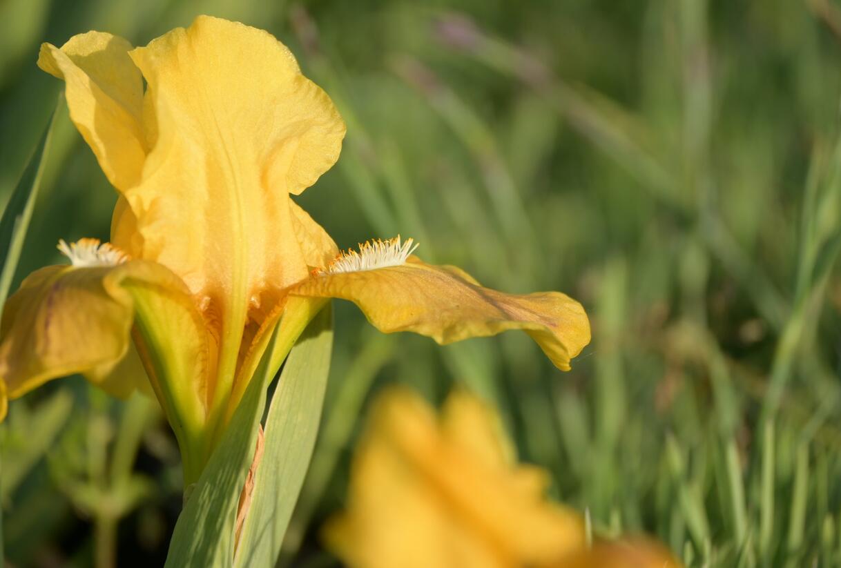 Kosatec nízký 'Path of Gold' - Iris barbata-nana 'Path of Gold'