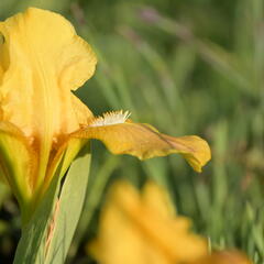 Kosatec nízký 'Path of Gold' - Iris barbata-nana 'Path of Gold'