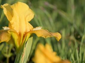 Kosatec nízký 'Path of Gold' - Iris barbata-nana 'Path of Gold'