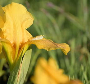 Kosatec nízký 'Path of Gold' - Iris barbata-nana 'Path of Gold'