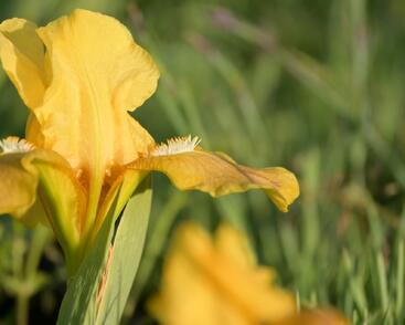 Kosatec nízký 'Path of Gold'