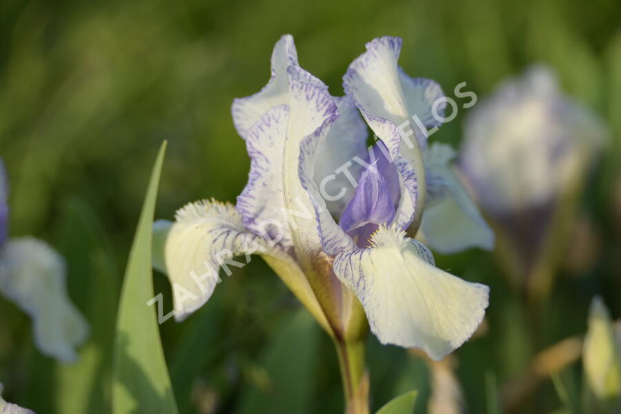 Kosatec nízký 'Lavendel plicata' - Iris barbata-nana 'Lavendel plicata'