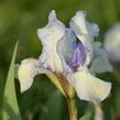 Kosatec nízký 'Lavendel plicata' - Iris barbata-nana 'Lavendel plicata'