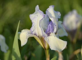 Kosatec nízký 'Lavendel plicata' - Iris barbata-nana 'Lavendel plicata'