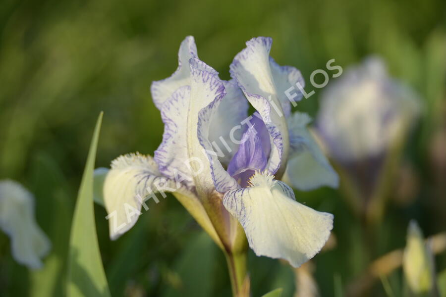 Kosatec nízký 'Lavendel plicata' - Iris barbata-nana 'Lavendel plicata'