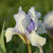 Kosatec nízký 'Lavendel plicata' - Iris barbata-nana 'Lavendel plicata'