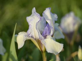 Kosatec nízký 'Lavendel plicata' - Iris barbata-nana 'Lavendel plicata'